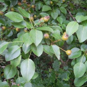 Photographie n°34969 du taxon Pyrus pyraster (L.) Du Roi [1772]