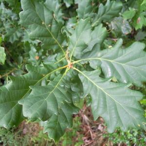 Quercus ×rosacea Bechst. (Chêne)