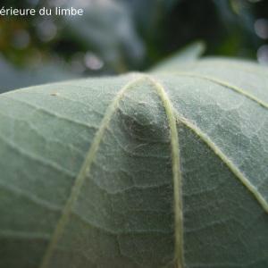 Quercus ×streimii (Heuff.) Freyn (Chêne)