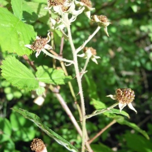 Photographie n°34982 du taxon Rubus pedatifolius Genev. [1860]