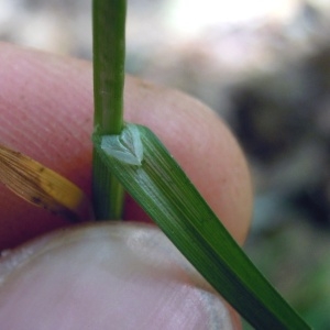 Photographie n°35000 du taxon Carex ovalis Gooden. [1794]