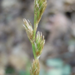 Photographie n°35001 du taxon Carex ovalis Gooden. [1794]