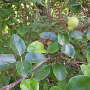 Photographie n°35003 du taxon Pyrus communis L. [1753]