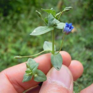 Photographie n°35005 du taxon Anagallis foemina Mill. [1768]