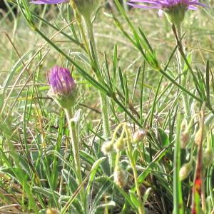 Photographie n°35016 du taxon Aster alpinus L. [1753]