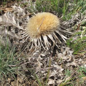 Photographie n°35024 du taxon Carlina acanthifolia All.