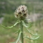  Marie  Portas - Centaurea stoebe L.