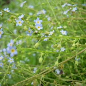 Photographie n°35034 du taxon Myosotis laxa Lehm. [1818]