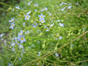 David Mercier, le 17 juin 2011 (Andrezé (dans le village))