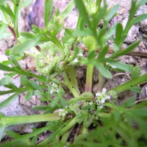 Photographie n°35051 du taxon Lepidium squamatum Forssk. [1775]