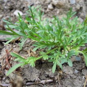 Photographie n°35052 du taxon Lepidium squamatum Forssk. [1775]