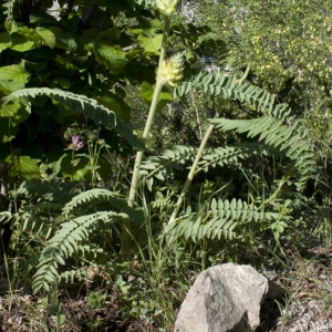 Photographie n°35067 du taxon Astragalus alopecurus Pall. [1800]