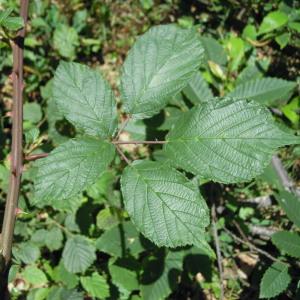 Photographie n°35075 du taxon Rubus pedatifolius Genev. [1860]