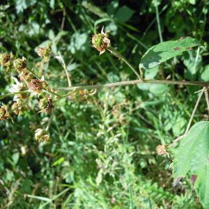 Photographie n°35093 du taxon Rubus pedatifolius Genev. [1860]