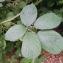  David Mercier - Rubus pedatifolius Genev. [1860]