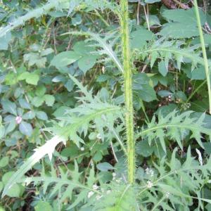 Photographie n°35112 du taxon Cirsium palustre (L.) Scop. [1772]