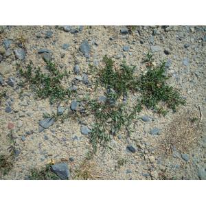 Polygonum aviculare var. microspermum (Jord. ex Boreau) Cariot & St.-Lag. (Renouée des graviers)