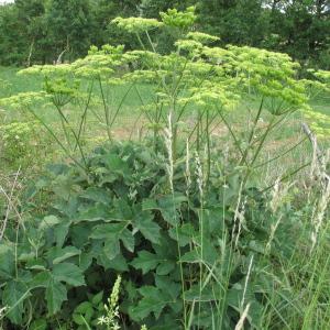 Photographie n°35132 du taxon Heracleum sphondylium L.