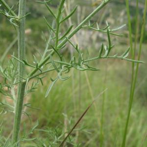 Marie  Portas, le 10 juin 2011 (Mas-Saint-Chély (Causse Méjean))