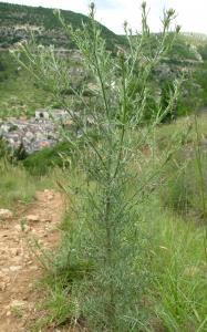 Marie  Portas, le 10 juin 2011 (Mas-Saint-Chély (Causse Méjean))