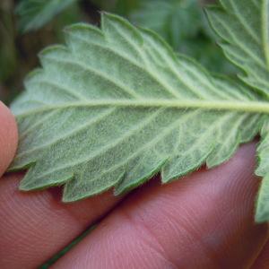 Photographie n°35149 du taxon Agrimonia eupatoria L. [1753]