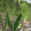  Marie  Portas - Lathyrus hirsutus L.