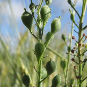  - Camelina sativa subsp. rumelica (Velen) O.Bolòs & Vigo