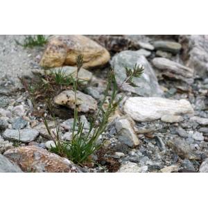 Poa alpina subsp. alpina var. vivipara L.