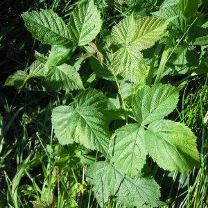 Photographie n°35196 du taxon Rubus caesius L. [1753]