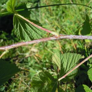 Photographie n°35197 du taxon Rubus caesius L. [1753]