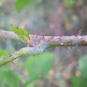 Photographie n°35202 du taxon Rubus caesius L. [1753]