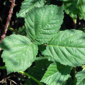 Rubus ×acheruntinus Ten. (Ronce)