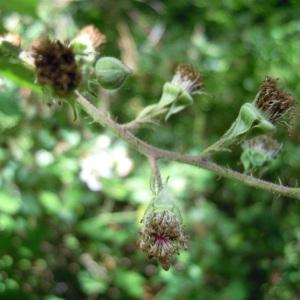 Rubus radula subsp. genevieri (Boreau) Boulay (Ronce)