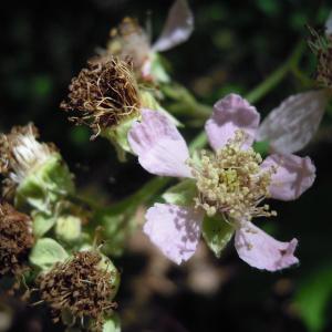 Photographie n°35231 du taxon Rubus bipartitus Boulay & Bouvet ex Genev. [1880]