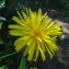  Catherine MAHYEUX - Crepis lampsanoides (Gouan) Tausch [1828]