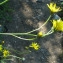  Catherine MAHYEUX - Crepis lampsanoides (Gouan) Tausch [1828]