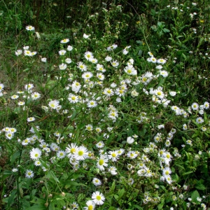 Photographie n°35250 du taxon Erigeron annuus (L.) Desf. [1804]