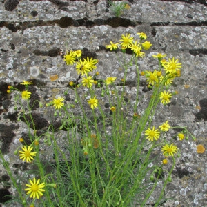 Photographie n°35256 du taxon Senecio inaequidens DC. [1838]