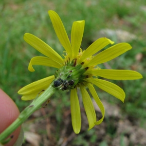 Photographie n°35258 du taxon Senecio inaequidens DC. [1838]