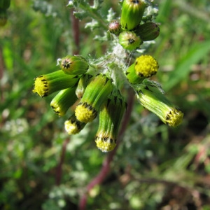 Photographie n°35259 du taxon Senecio vulgaris L. [1753]