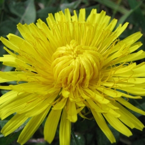 Photographie n°35265 du taxon Taraxacum campylodes G.E.Haglund [1948]