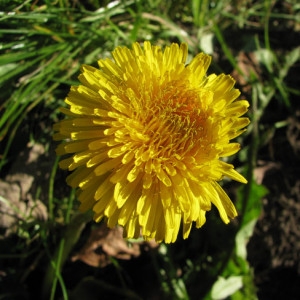 Photographie n°35266 du taxon Taraxacum campylodes G.E.Haglund [1948]