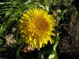 Catherine MAHYEUX, le  7 avril 2011 (Montbrun-Bocage)