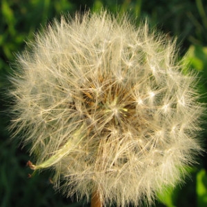 Photographie n°35267 du taxon Taraxacum campylodes G.E.Haglund [1948]