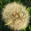  Catherine MAHYEUX - Taraxacum campylodes G.E.Haglund [1948]