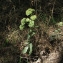  Catherine MAHYEUX - Sedum telephium subsp. maximum (L.) Rouy & E.G.Camus [1901]