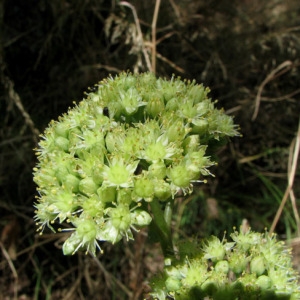 Photographie n°35271 du taxon Sedum telephium subsp. maximum (L.) Rouy & E.G.Camus [1901]