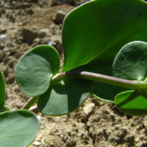 Photographie n°35273 du taxon Coronilla scorpioides (L.) W.D.J.Koch