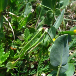 Photographie n°35274 du taxon Coronilla scorpioides (L.) W.D.J.Koch