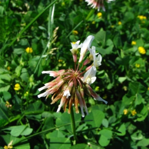 Photographie n°35278 du taxon Trifolium repens L. [1753]